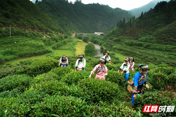 赢博体育官网入口：西藏边城墨脱：“一片茶叶”兴产业